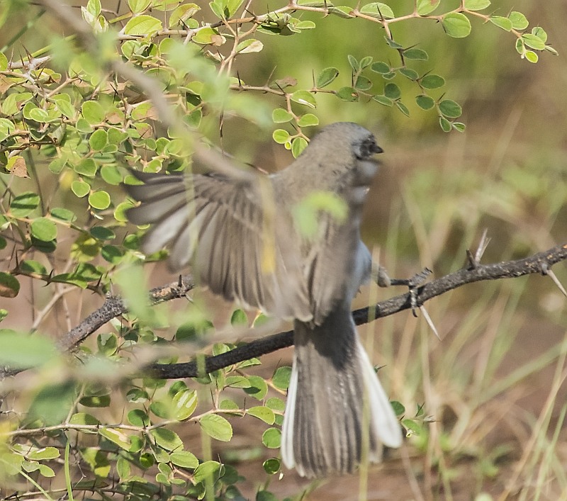 Orphean Warbler